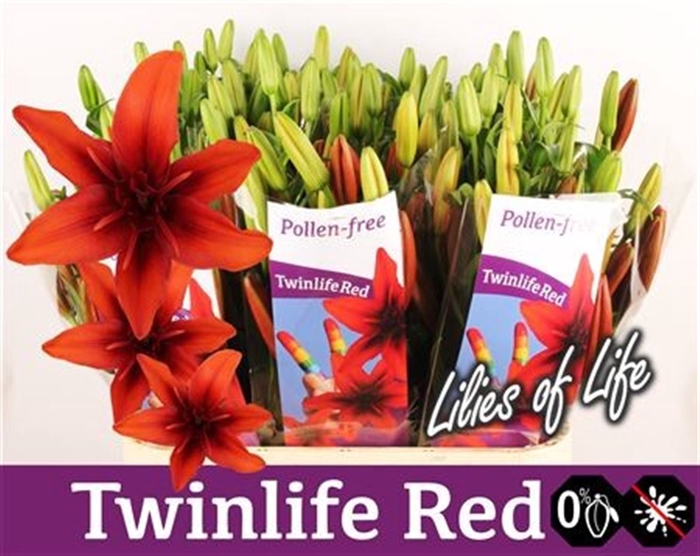 Li Az Twinlife Red