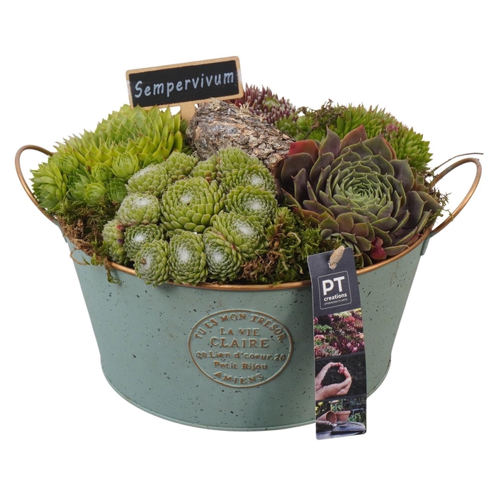 <h4>PTS7359 Arrangement Sempervivum in metalen pot</h4>