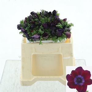 ANEM CO MIS BORDEAUX