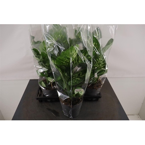 Dieffenbachia 17 Cm. P. Seguina Reeva
