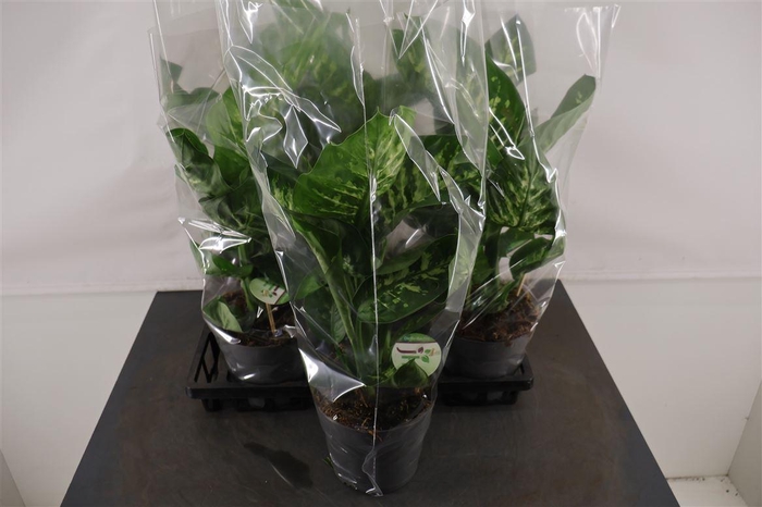 <h4>Dieffenbachia 17 Cm. P. Seguina Reeva</h4>