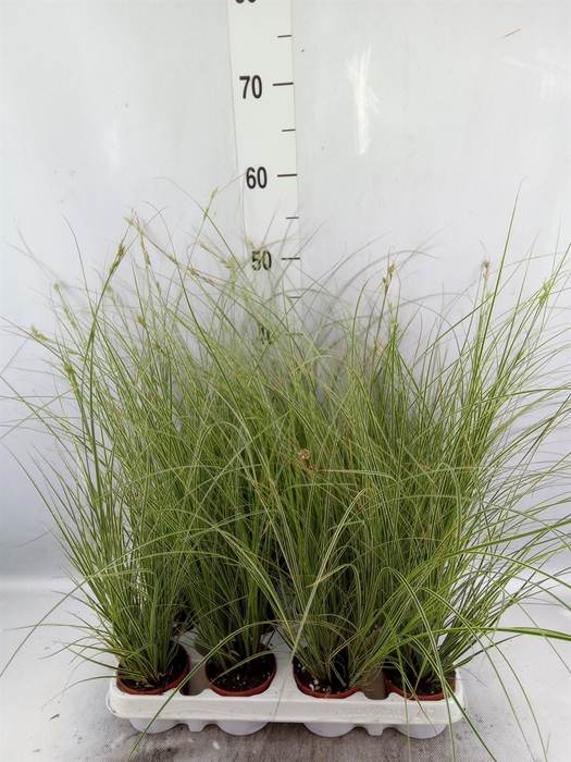 <h4>Carex brunnea 'Variegata'</h4>