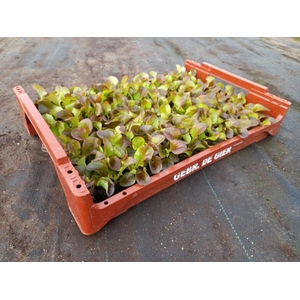 de Gier Groenteplanten 006 Bladgewas Eikenbladsla rood - 140 planten