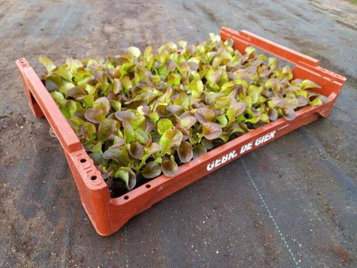 <h4>de Gier Groenteplanten 006 Bladgewas Eikenbladsla rood - 140 planten</h4>