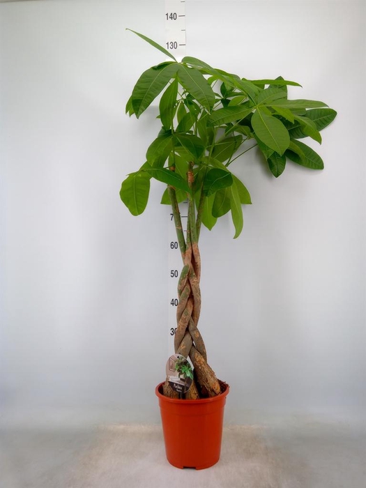 <h4>Pachira aquatica</h4>