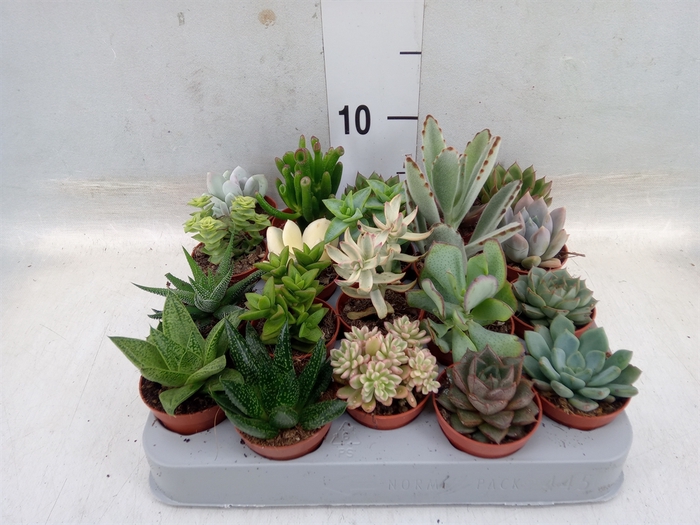 <h4>Succulents   ...</h4>