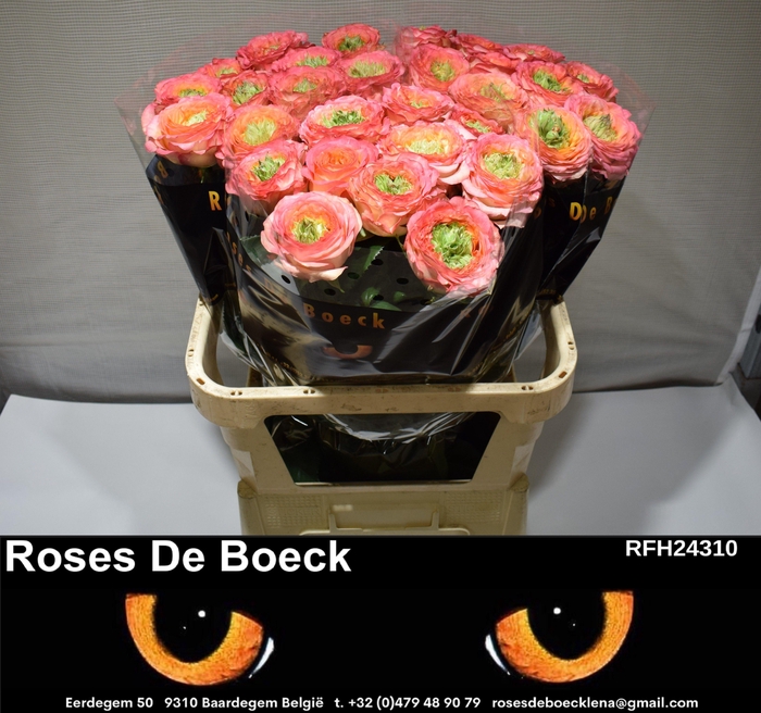 <h4>R GR HOUDINI</h4>