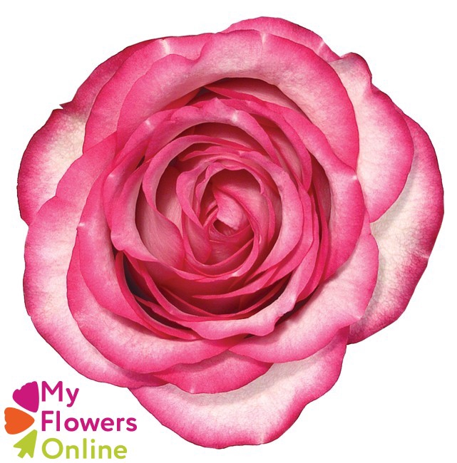 <h4>R Gr Carousel Bicolor 50cm EC</h4>