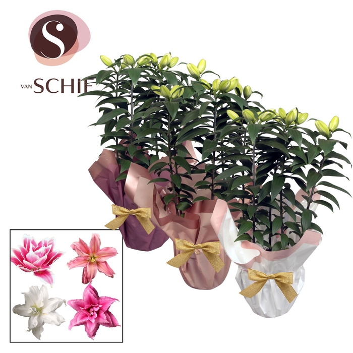 <h4>Roselily p19 Rondella BLUSH III</h4>