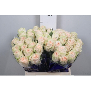 R Gr Wedding Rose