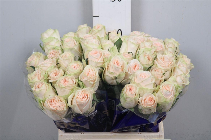 <h4>R Gr Wedding Rose</h4>