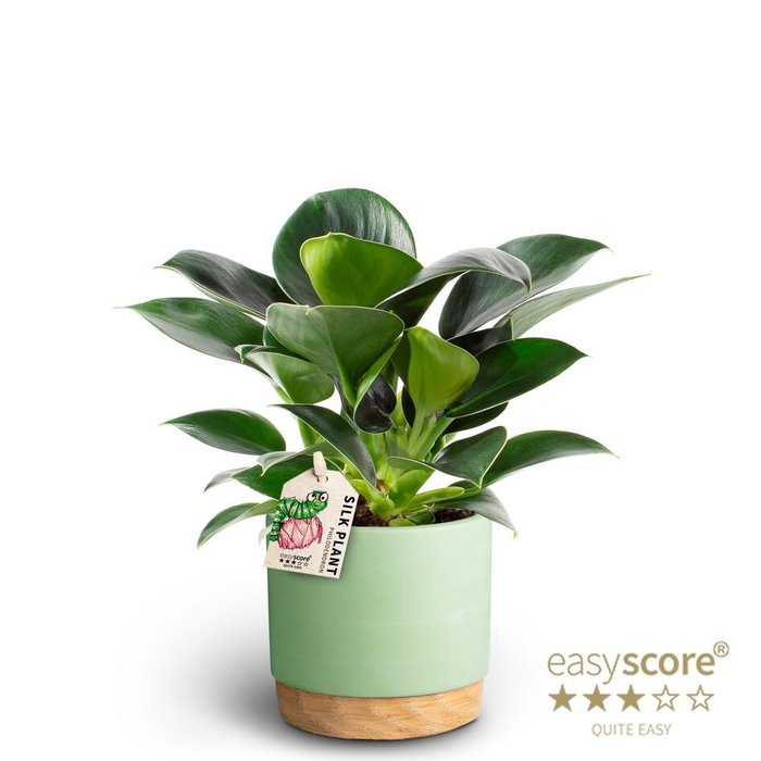 <h4>PHILODENDRON ERUBESCENS P10 WB MATCHA</h4>