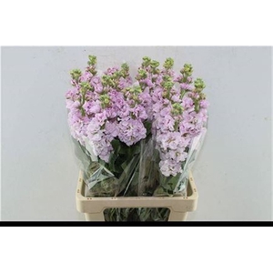 Matth Iron Light Pink