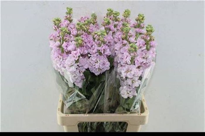 <h4>Matth Iron Light Pink</h4>