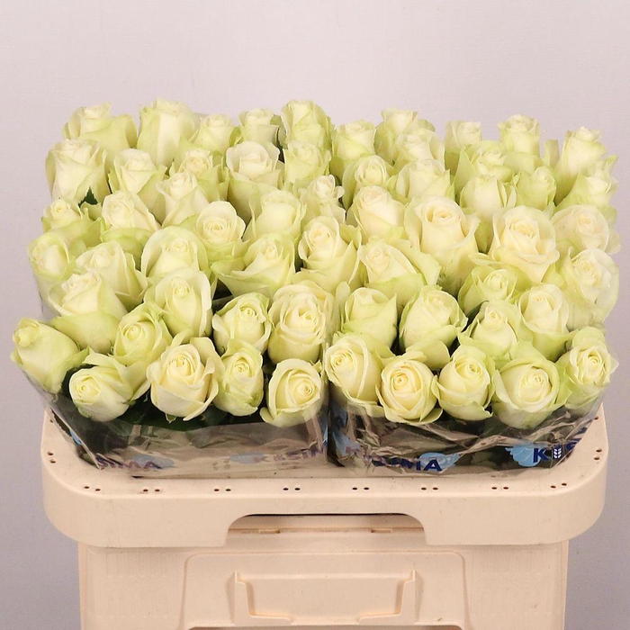 <h4>Rosa large snowstorm+</h4>