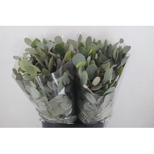 Euca Populus 150gr P Bunch