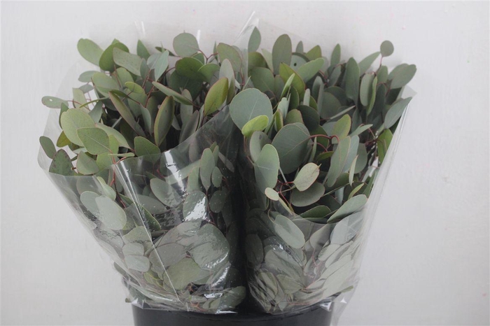 <h4>Euca Populus 150gr P Bunch</h4>