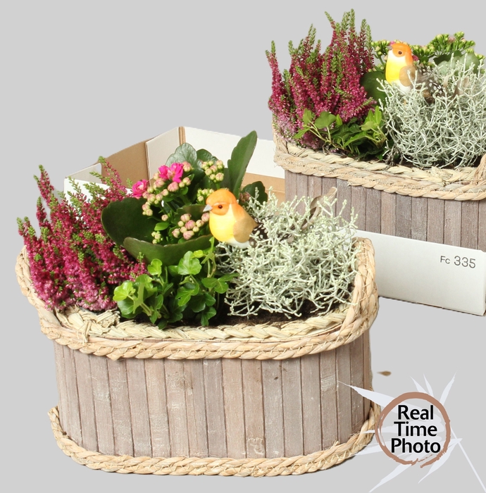 <h4>ARR TUINPLANTEN</h4>