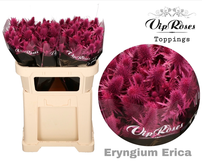 <h4>Eryngium Supernova Erica 60cm</h4>