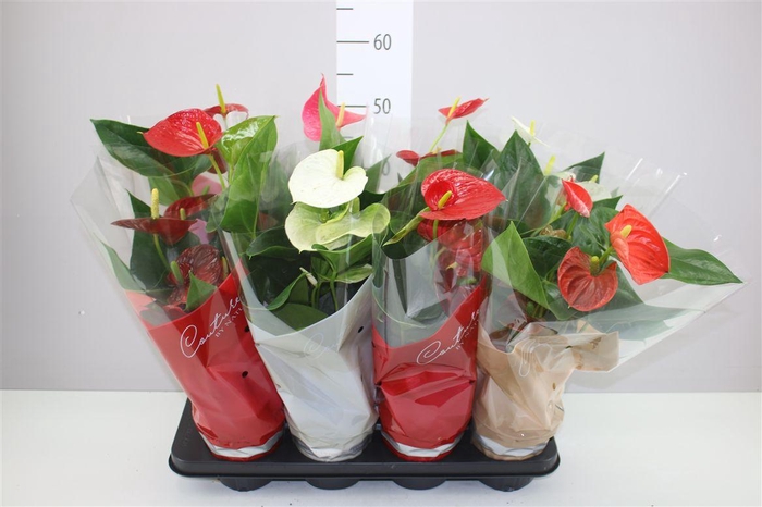 <h4>Anth An Gemengd</h4>