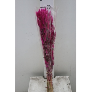 Dried Lagurus Fuxia / Cerise