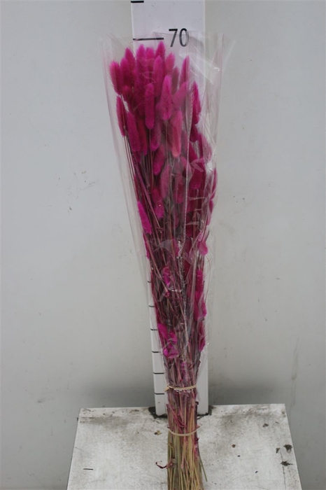 <h4>Dried Lagurus Fuxia / Cerise</h4>