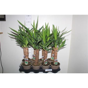 Yucca 30 Cm Meerkop