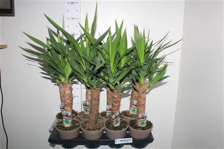 <h4>Yucca 30 Cm Meerkop</h4>
