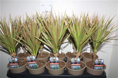 <h4>Dra Marg Bicolor</h4>