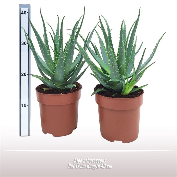 <h4>Aloe arborescens</h4>