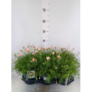 Rhodanthemum hosm. 'Zagora Orange'