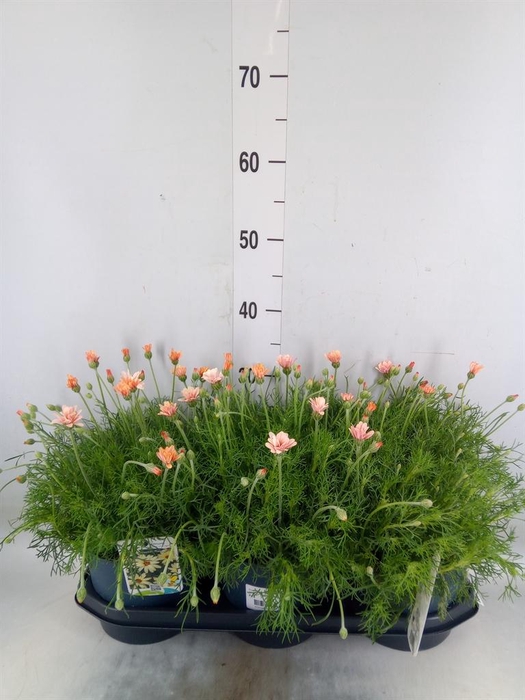 <h4>Rhodanthemum hosm. 'Zagora Orange'</h4>