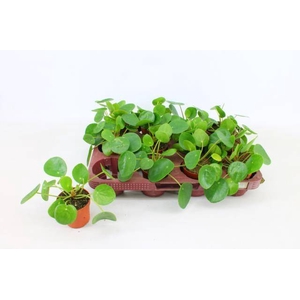 PILEA PEPEROMIOIDES P7