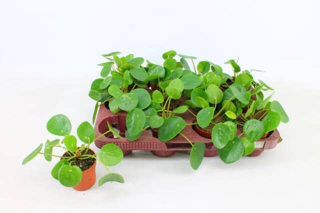 <h4>PILEA PEPEROMIOIDES P7</h4>