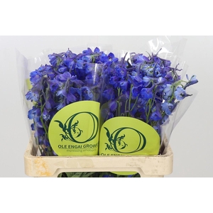 Delphinium Oriental Blue
