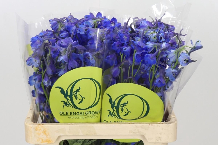 <h4>Delphinium Oriental Blue</h4>