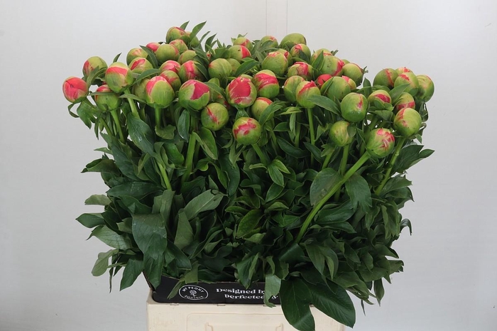 <h4>Paeonia Coral Sunset</h4>