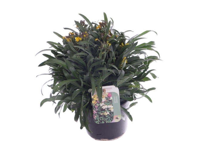 <h4>Erysimum lin. Fragrant Sunshine</h4>