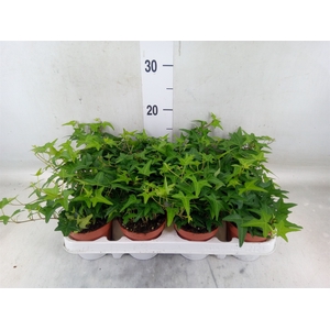 Hedera   ...green leafed