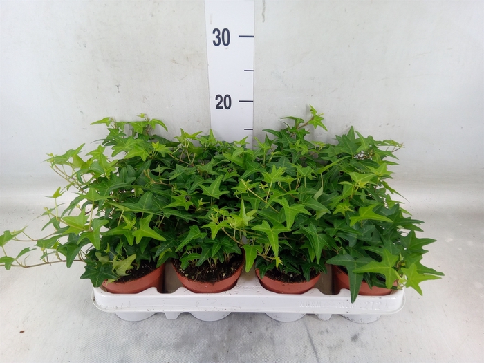 <h4>Hedera   ...green leafed</h4>