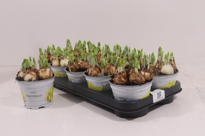 <h4>NARC O TETE A TETE</h4>