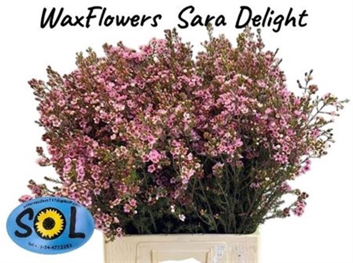 <h4>CHAME SARAHS DELIGHT</h4>