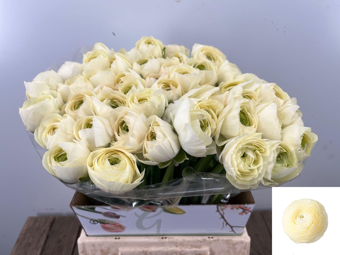 <h4>RAN SU COMMEDIA</h4>