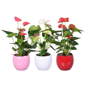 Anthurium Ton sur Ton in diverse kleuren bolpot