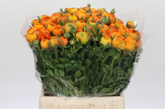 <h4>Ranunculus Elegance Orange</h4>