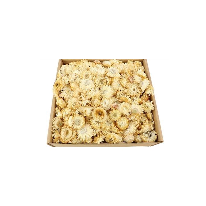 <h4>Box Helichrysum Heads L25</h4>