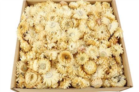 Box Helichrysum Heads L25