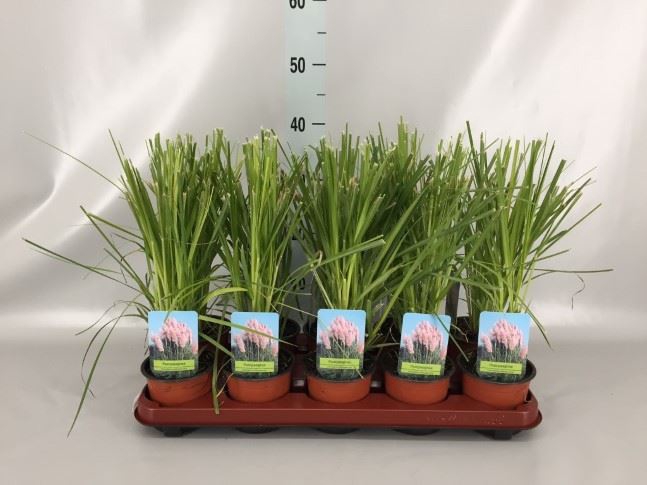<h4>Cortaderia sell. 'Rosea'</h4>