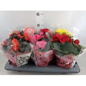 Begonia elat. DU   ...mix