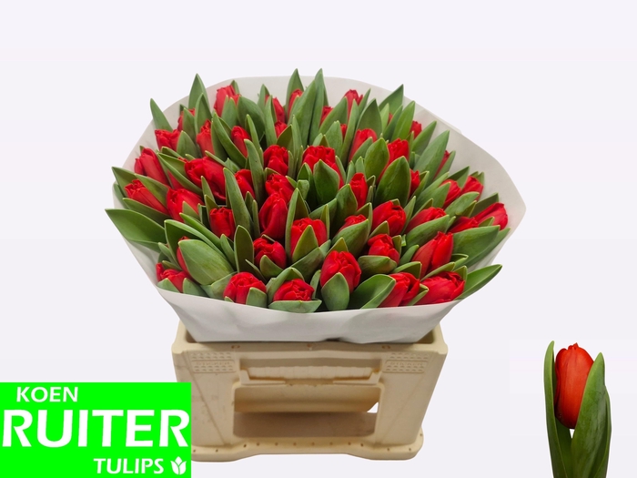 <h4>TU EN ESCAPE</h4>